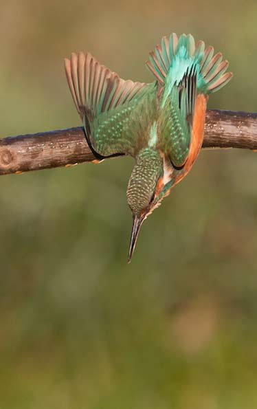 kingfisher
