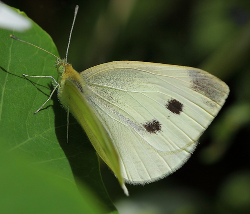 Small White © Jason Elmore