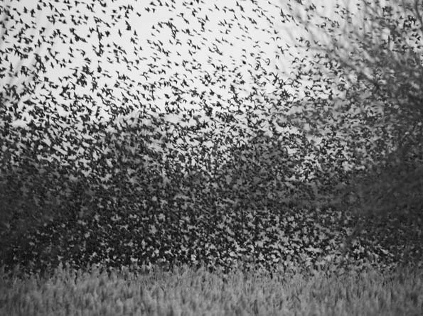 Starling murmuration © ggwildlife