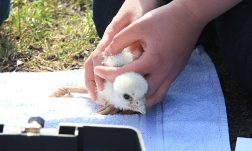 peregrine chick at ringing by Sam Dixon