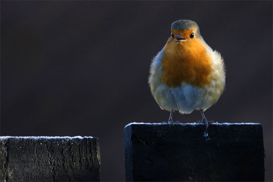 Robin by Alan Tough