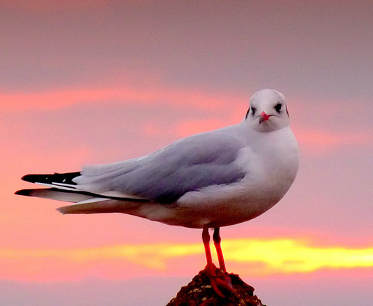 Gull by John Parish