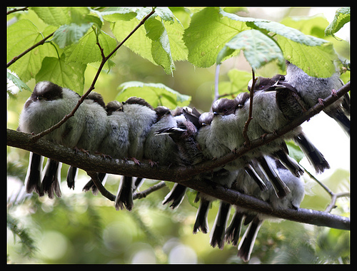 long tailed tits by Pippa Allen