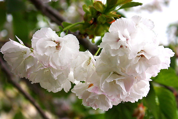 Plum tree in blossom