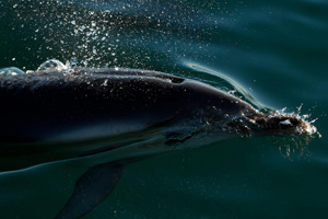 common dolphin