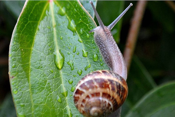 Garden snail