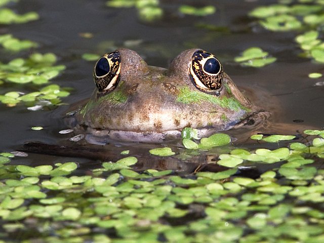 BBC Blogs - Springwatch - Build it right and the amphibians will come!