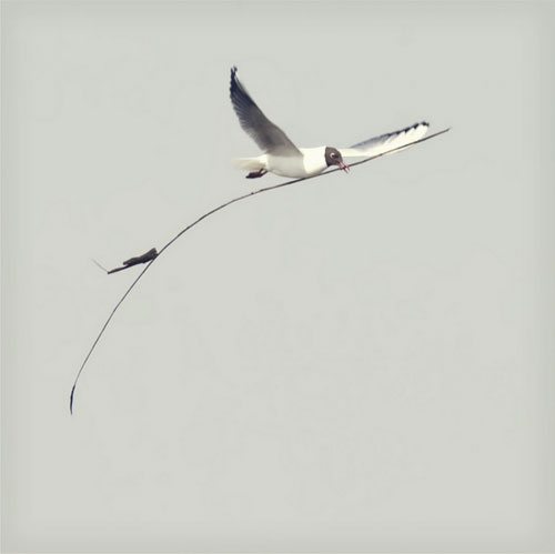 Black headed gull by Emma Brown / Black Cat Photos