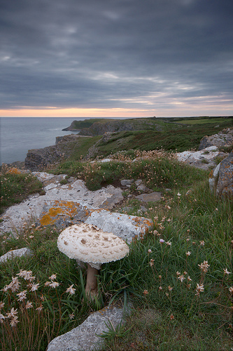 Mewslade mushroom © Alan Gregg