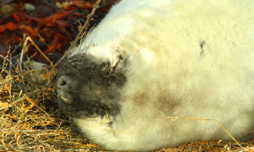 Grey seal pup