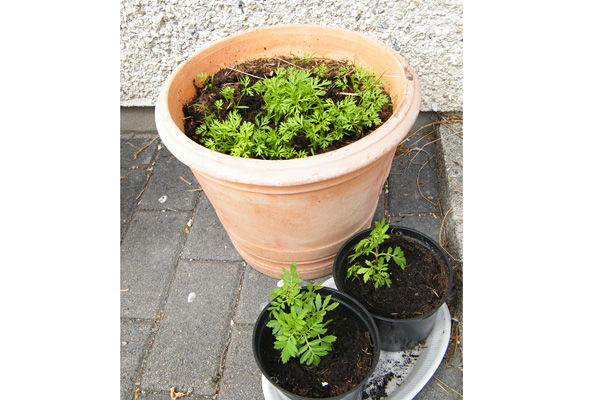 marigolds and carrots