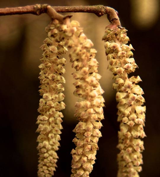 Hazel catkin by Annerley Johnson