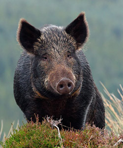 wild boar copyright Chris Sharratt