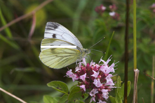 Green veined white copyright Peter Eeles