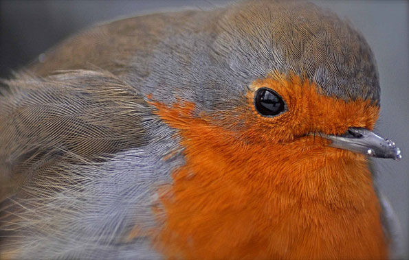 Robin by Carolyne E Barber