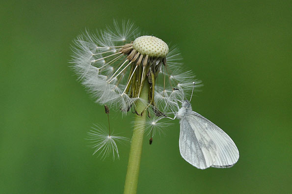 Wood white butterfly by Tim Melling
