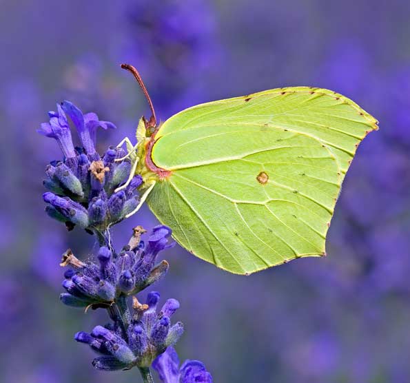 Brimstone butterfly by Matt Berry