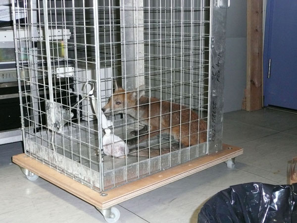 Radio 4 fox captured