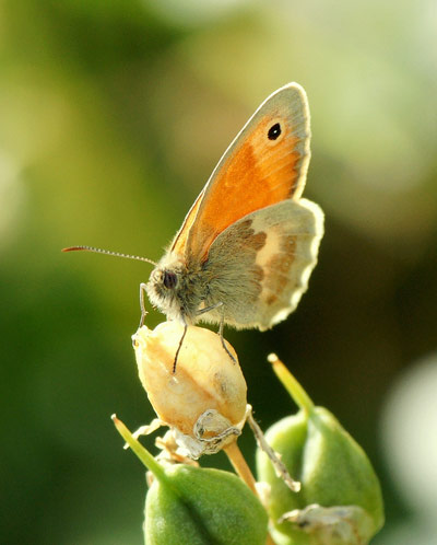 small heath butterfly by Steve Maskell
