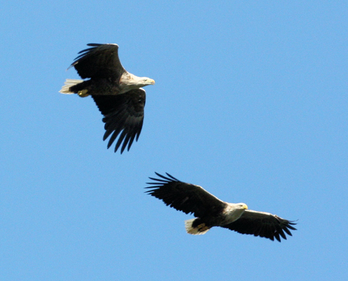 Sea eagles in the sky