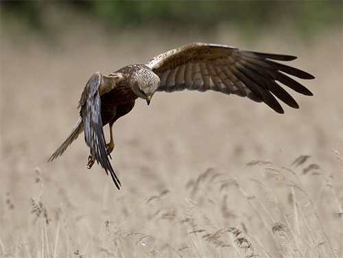 Marsh harrier © Mark Ranner
