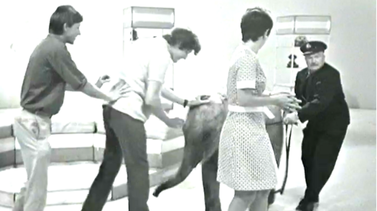 Lulu the elephant, 1969