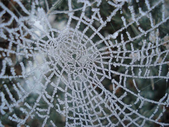 Frosted web by Bryan Garnett