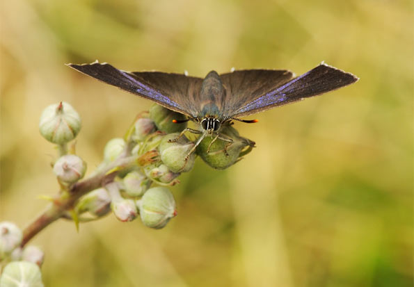 Purple hairstreak by Pete Withers