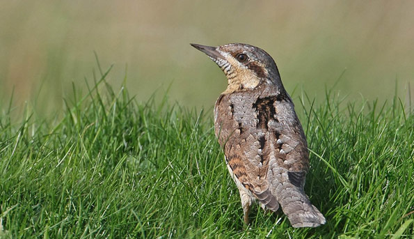 wryneck