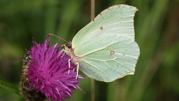 Brimstone butterfly