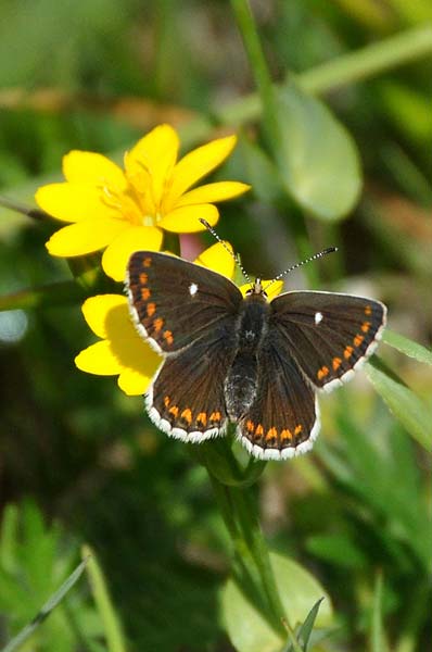 Northern brown argus butterfly by Tim Melling