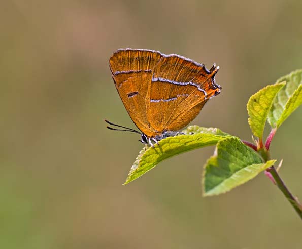 Brown hairstreak butterfly by Matt Berry