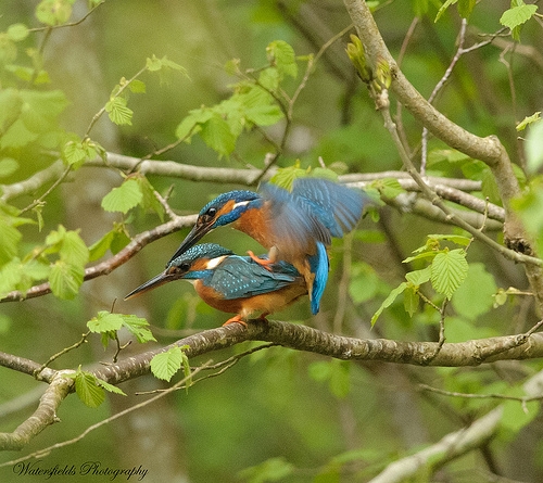 kingfishers mating by simon h 2159