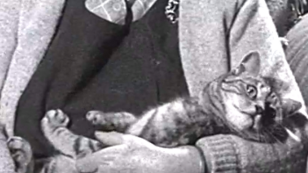 Paw it forward, 1973