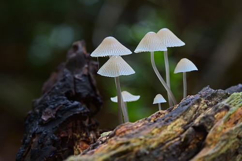 Fungi bonnets growing on rotting wood by Peter Warne