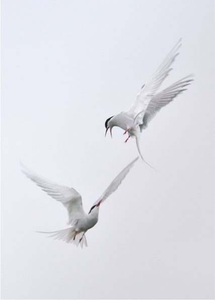 Arctic terns by Keith Edmunds