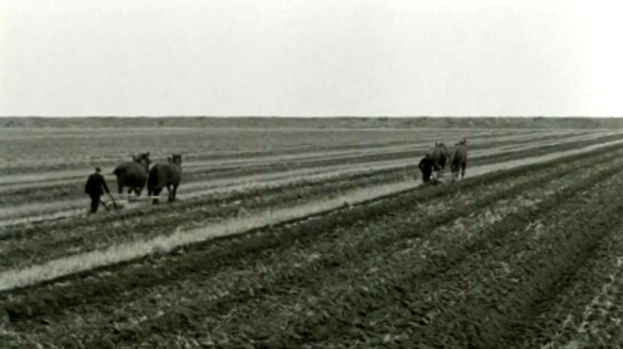 Ploughing interlude, 1953