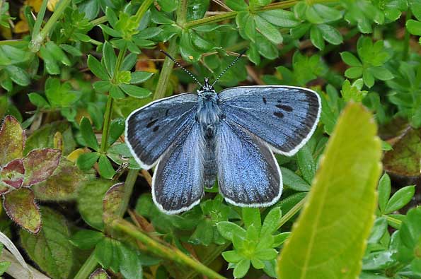 large blue butterfly by Tim Melling