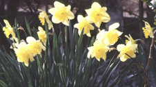 daffodils.jpg