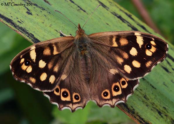 speckled wood by Martin Goodey