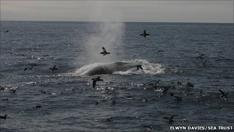 Fin whales copyright Sea Trust