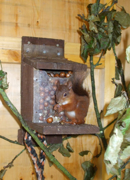 Red squirrel northumberland by Eileen Welsh
