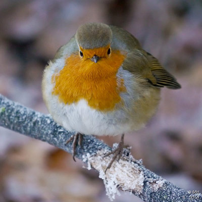 Robin by Maria Hiles