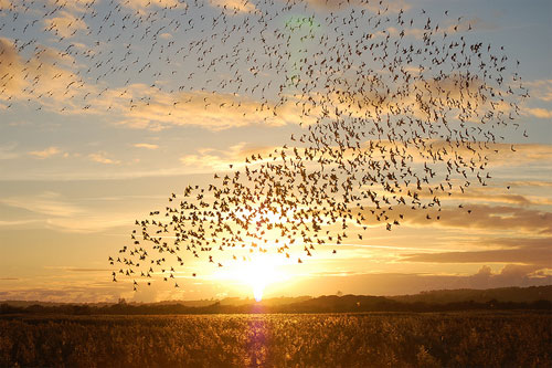 Starlings at sunset by Sharon Jones-Williams