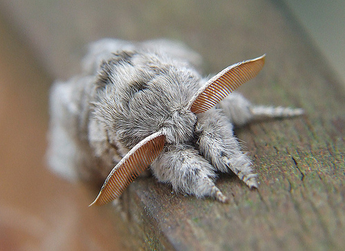 Pale Tussock Moth © Shaggy2070