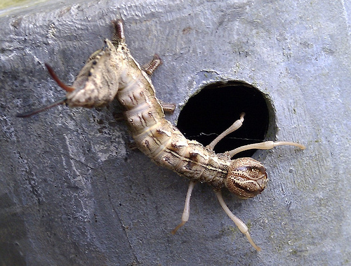 Lobster moth caterpillar © Amanda skull