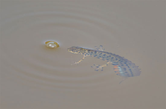 Smooth newt by Full Moon Images
