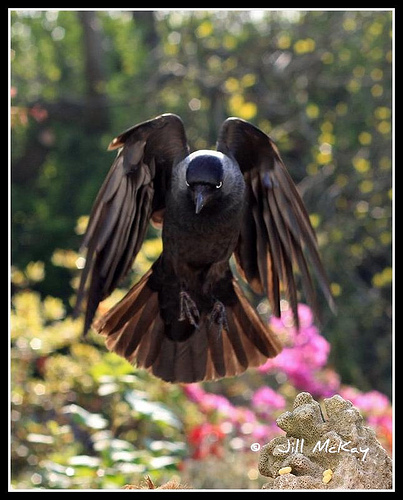 gothic jackdw by Jill McKay