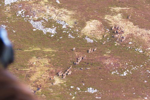 filming deer from a helicopter