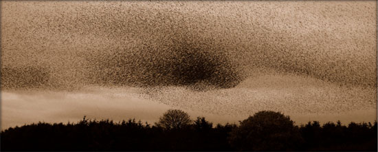 Starling murmuration by Alan Mcfadyen